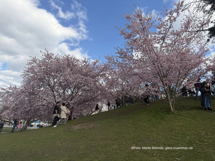Kirschbl&uuml;ten 2026 im Olympiapark (Foto: Martin Schmitz)